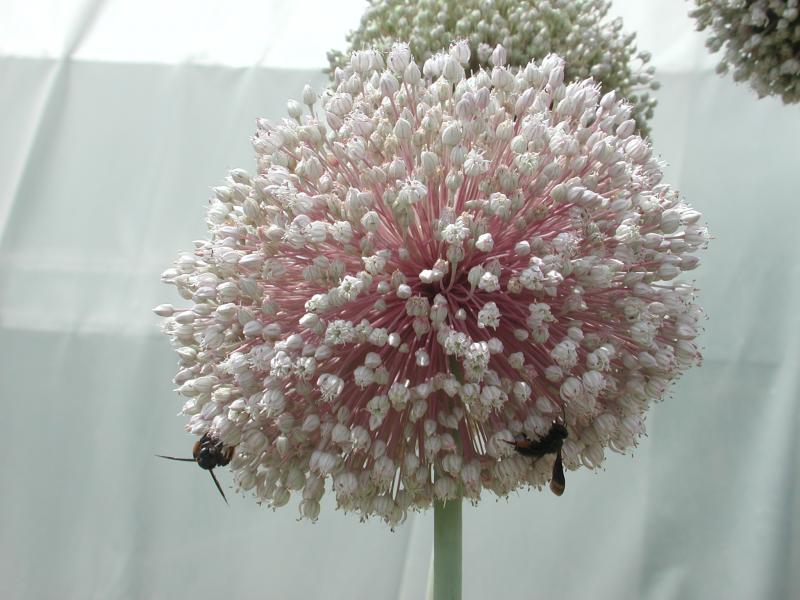 bulb onion - common onion